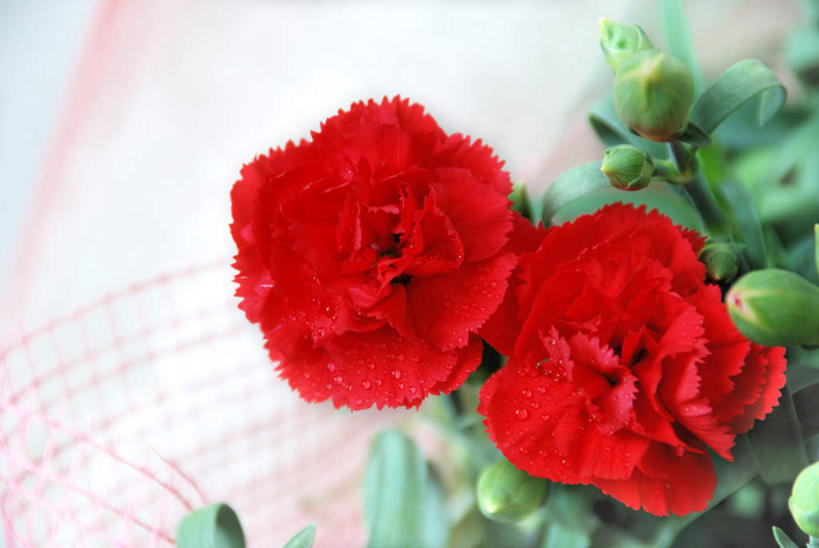 无人,横图,俯视,室外,特写,白天,热情,花海,花圃,植物,康乃馨,叶子,金属制品,日本,亚洲,朦胧,模糊,盛开,金属,篮子,祝福,花蕾,花,花瓣,花朵,花卉,鲜花,两朵,红色,绿色,花丛,花束,花田,花苞,花蕊,母爱,清纯,亲情,东亚,本州,本州岛,日本国,中部地方,山梨,山梨县,思念,宽容,热恋,真挚,热心,麝香石竹,石竹,香石竹,彩图,高角度拍摄,魅力