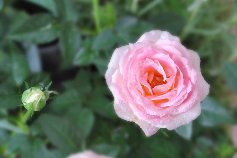 无人,横图,俯视,室外,特写,白天,爱情,旅游,度假,幸福,纯洁,热情,花海,花圃,美景,植物,玫瑰,叶子,日本,亚洲,朦胧,模糊,盛开,景观,玫瑰花,浪漫,花蕾,娱乐,花,花瓣,花朵,花卉,鲜花,一朵,粉色,绿色,自然,花丛,花束,花田,花苞,花蕊,享受,休闲,温暖,温馨,景色,恩爱,放松,和睦,自然风光,感动,东亚,本州,本州岛,日本国,中部地方,山梨,山梨县,尊敬,天真,刺玫花,徘徊花,彩图,高角度拍摄,融洽