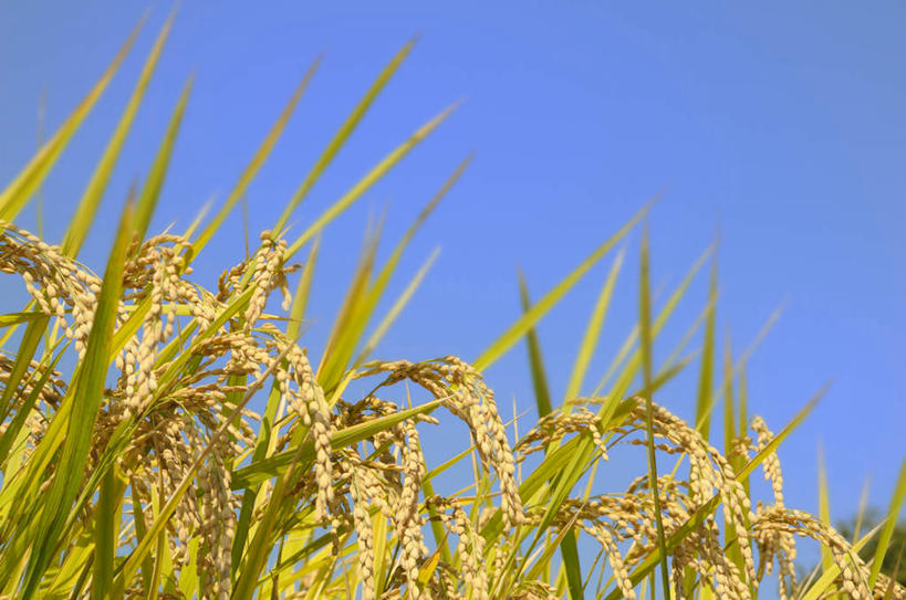 无人,农田,横图,室外,特写,白天,仰视,旅游,度假,庄稼,农作物,美景,日本,亚洲,许多,丰富,丰收,景观,谷物,丰盛,娱乐,黄色,蓝色,蓝天,天空,自然,天,享受,休闲,稻谷,稻子,景色,放松,晴朗,自然风光,东亚,本州,万里无云,关东地方,本州岛,日本国,崎玉,崎玉县,丰登,丰硕,晴空,晴空万里,彩图,低角度拍摄,耕地,庄稼田