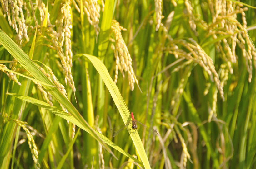 无人,农田,横图,室外,特写,白天,正面,旅游,度假,庄稼,农作物,美景,日本,亚洲,许多,阴影,丰富,丰收,朦胧,模糊,光线,影子,景观,谷物,丰盛,娱乐,黄色,阳光,自然,享受,休闲,稻谷,稻子,景色,放松,自然风光,东亚,本州,关东地方,本州岛,日本国,崎玉,崎玉县,丰登,丰硕,彩图,耕地,庄稼田