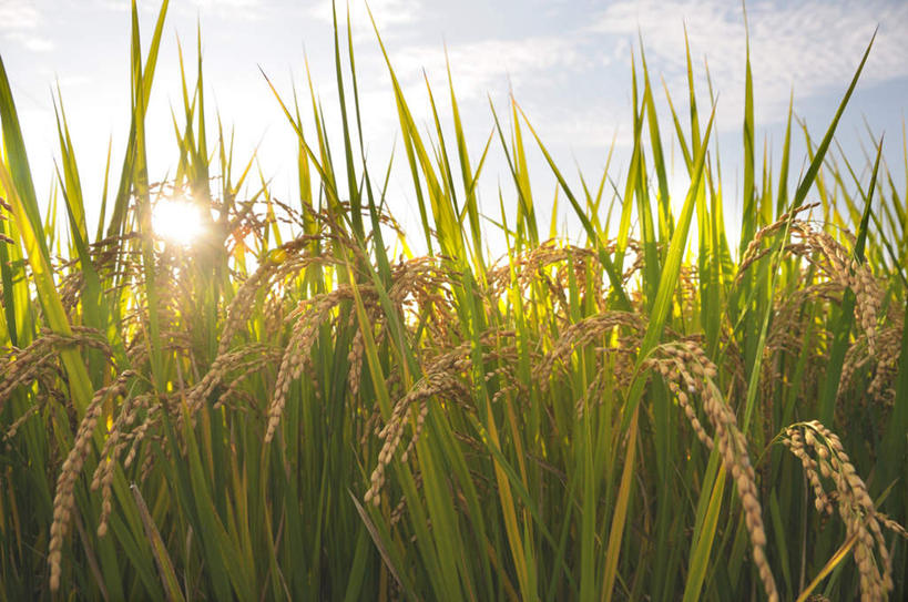 无人,农田,横图,室外,特写,白天,仰视,旅游,度假,庄稼,农作物,美景,日本,亚洲,许多,阴影,丰富,丰收,光线,影子,景观,云,云朵,谷物,丰盛,云彩,娱乐,黄色,蓝色,白云,蓝天,天空,阳光,自然,天,享受,休闲,稻谷,稻子,景色,放松,晴朗,自然风光,东亚,本州,关东地方,本州岛,日本国,崎玉,崎玉县,丰登,丰硕,晴空,彩图,低角度拍摄,耕地,庄稼田