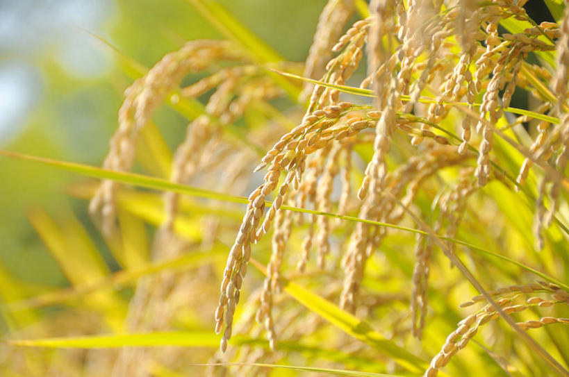 无人,农田,横图,室外,特写,白天,正面,旅游,度假,庄稼,农作物,美景,日本,亚洲,许多,阴影,丰富,丰收,朦胧,模糊,光线,影子,景观,谷物,丰盛,娱乐,黄色,阳光,自然,享受,休闲,稻谷,稻子,景色,放松,自然风光,东亚,本州,关东地方,本州岛,日本国,崎玉,崎玉县,丰登,丰硕,彩图,耕地,庄稼田