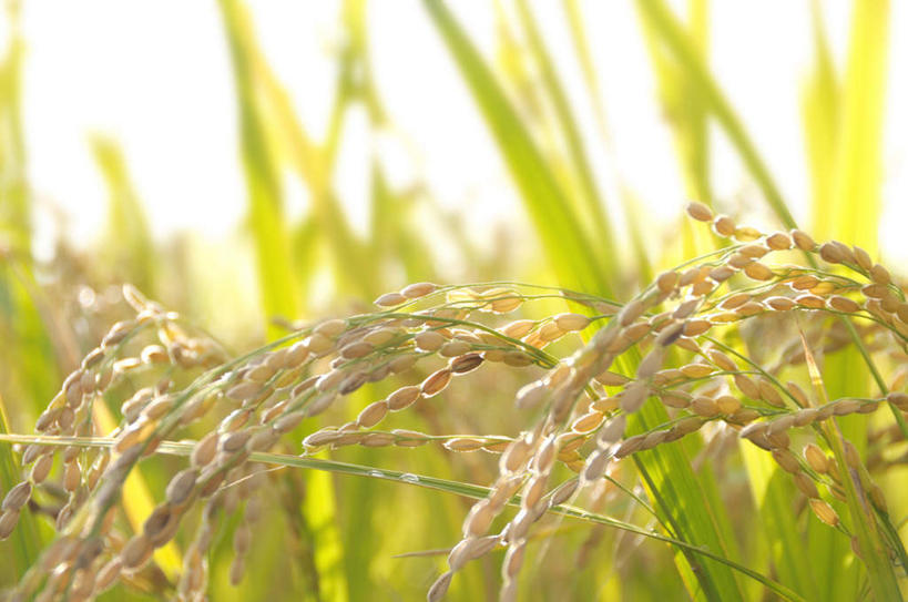 无人,农田,横图,室外,特写,白天,正面,旅游,度假,庄稼,农作物,美景,日本,亚洲,许多,阴影,丰富,丰收,朦胧,模糊,光线,影子,景观,谷物,丰盛,娱乐,黄色,蓝色,蓝天,天空,阳光,自然,天,享受,休闲,稻谷,稻子,景色,放松,晴朗,自然风光,东亚,本州,万里无云,关东地方,本州岛,日本国,崎玉,崎玉县,丰登,丰硕,晴空,晴空万里,彩图,耕地,庄稼田