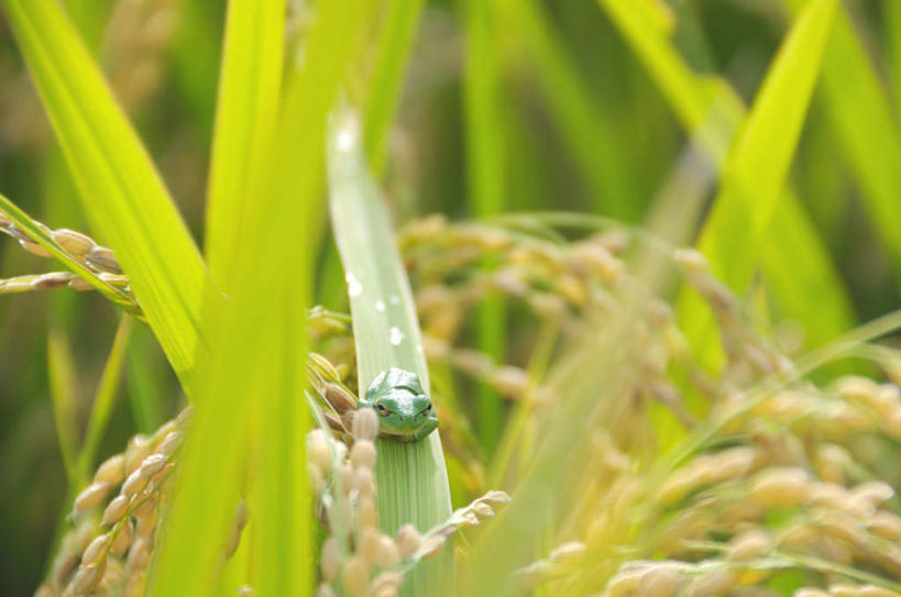 无人,农田,横图,俯视,室外,特写,白天,旅游,度假,庄稼,农作物,美景,青蛙,野生动物,日本,亚洲,许多,丰富,丰收,朦胧,模糊,景观,谷物,丰盛,娱乐,一只,黄色,绿色,自然,动物,趴着,享受,休闲,稻谷,稻子,景色,放松,可爱,活泼,自然风光,东亚,本州,关东地方,本州岛,日本国,崎玉,崎玉县,丰登,丰硕,趴,彩图,高角度拍摄,耕地,庄稼田