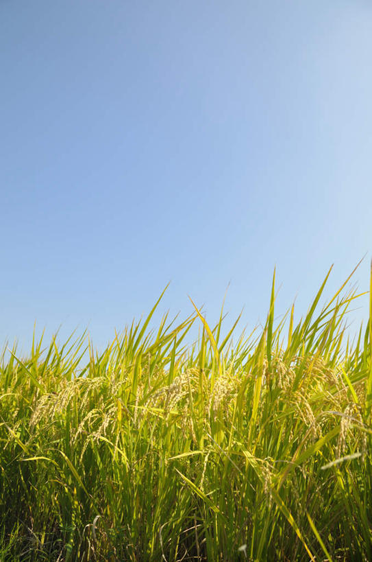 无人,农田,竖图,室外,白天,正面,旅游,度假,庄稼,农作物,美景,日本,亚洲,许多,丰富,丰收,景观,谷物,丰盛,娱乐,黄色,蓝色,蓝天,天空,自然,天,享受,休闲,稻谷,稻子,景色,放松,晴朗,自然风光,东亚,本州,万里无云,关东地方,本州岛,日本国,崎玉,崎玉县,丰登,丰硕,晴空,晴空万里,彩图,耕地,庄稼田