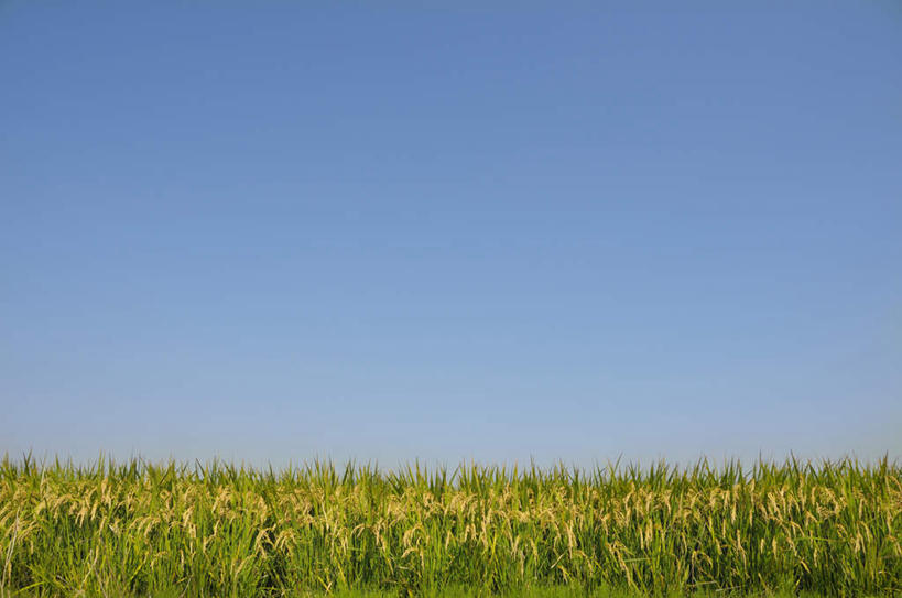 无人,农田,横图,室外,白天,正面,旅游,度假,庄稼,农作物,美景,日本,亚洲,许多,丰富,丰收,景观,谷物,丰盛,娱乐,黄色,蓝色,蓝天,天空,自然,天,享受,休闲,稻谷,稻子,景色,放松,晴朗,自然风光,东亚,本州,万里无云,关东地方,本州岛,日本国,崎玉,崎玉县,丰登,丰硕,晴空,晴空万里,彩图,耕地,庄稼田