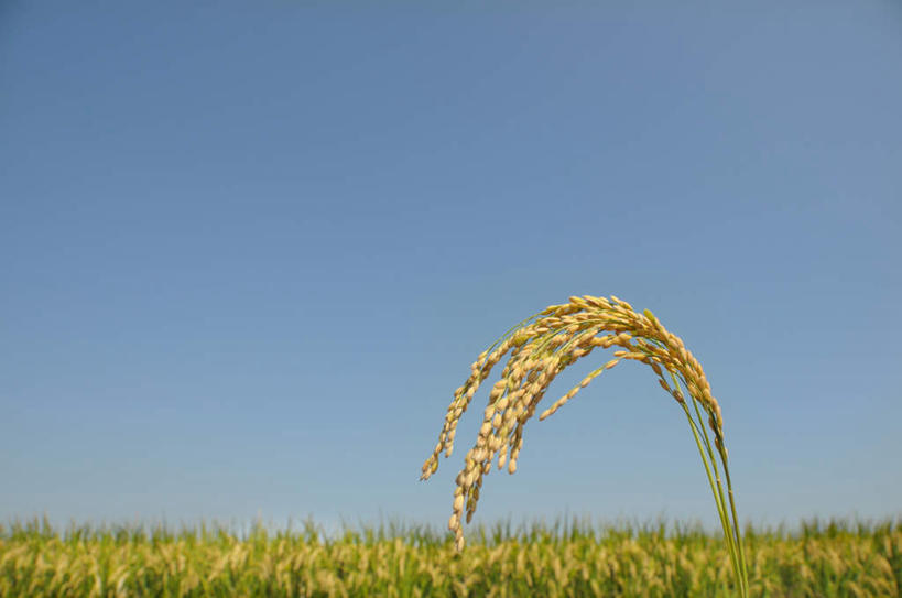 无人,农田,横图,室外,特写,白天,正面,旅游,度假,庄稼,农作物,美景,日本,亚洲,许多,丰富,丰收,景观,谷物,丰盛,娱乐,黄色,蓝色,蓝天,天空,自然,天,享受,休闲,稻谷,稻子,景色,放松,晴朗,自然风光,东亚,本州,万里无云,关东地方,本州岛,日本国,崎玉,崎玉县,丰登,丰硕,晴空,晴空万里,彩图,耕地,庄稼田