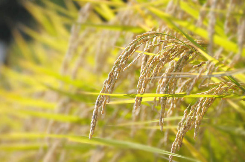 无人,农田,横图,室外,特写,白天,正面,旅游,度假,庄稼,农作物,美景,日本,亚洲,许多,阴影,丰富,丰收,朦胧,模糊,光线,影子,景观,谷物,丰盛,娱乐,黄色,阳光,自然,享受,休闲,稻谷,稻子,景色,放松,自然风光,东亚,本州,关东地方,本州岛,日本国,崎玉,崎玉县,丰登,丰硕,彩图,耕地,庄稼田