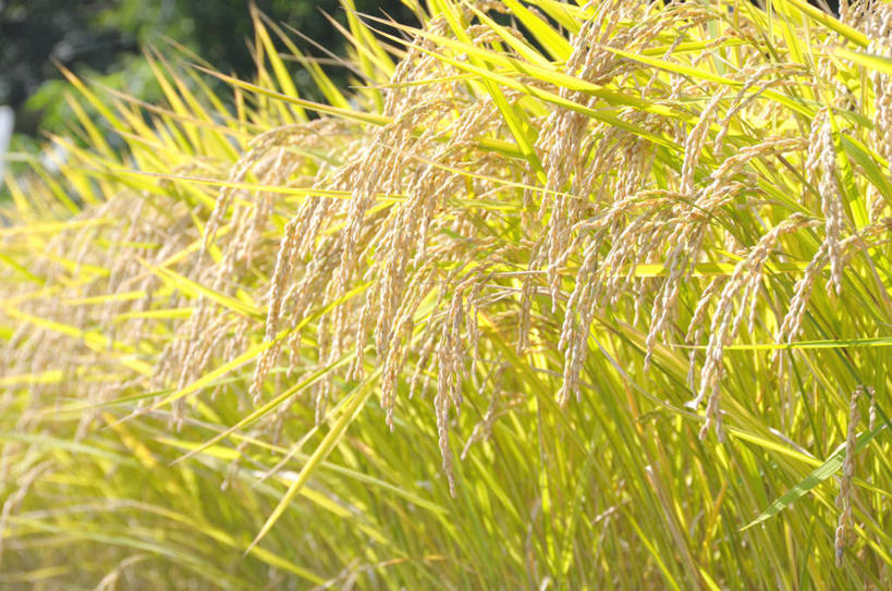 无人,农田,横图,室外,特写,白天,正面,旅游,度假,庄稼,农作物,美景,日本,亚洲,许多,阴影,丰富,丰收,朦胧,模糊,光线,影子,景观,谷物,丰盛,娱乐,黄色,阳光,自然,享受,休闲,稻谷,稻子,景色,放松,自然风光,东亚,本州,关东地方,本州岛,日本国,崎玉,崎玉县,丰登,丰硕,彩图,耕地,庄稼田