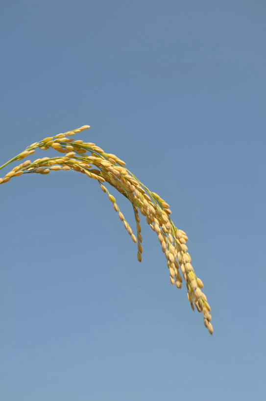 无人,农田,竖图,室外,特写,白天,仰视,旅游,度假,庄稼,农作物,美景,日本,亚洲,一根,丰富,丰收,景观,谷物,丰盛,娱乐,黄色,蓝色,蓝天,天空,自然,天,享受,休闲,稻谷,稻子,景色,放松,晴朗,自然风光,东亚,本州,万里无云,关东地方,本州岛,日本国,崎玉,崎玉县,丰登,丰硕,晴空,晴空万里,彩图,低角度拍摄,耕地,庄稼田