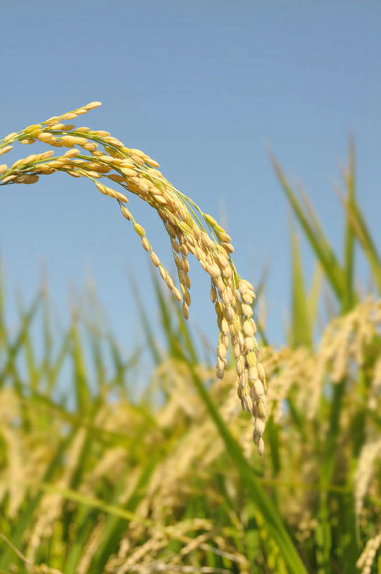 无人,农田,竖图,室外,特写,白天,仰视,旅游,度假,庄稼,农作物,美景,日本,亚洲,许多,丰富,丰收,朦胧,模糊,景观,谷物,丰盛,娱乐,黄色,蓝色,蓝天,天空,自然,天,享受,休闲,稻谷,稻子,景色,放松,晴朗,自然风光,东亚,本州,万里无云,关东地方,本州岛,日本国,崎玉,崎玉县,丰登,丰硕,晴空,晴空万里,彩图,低角度拍摄,耕地,庄稼田