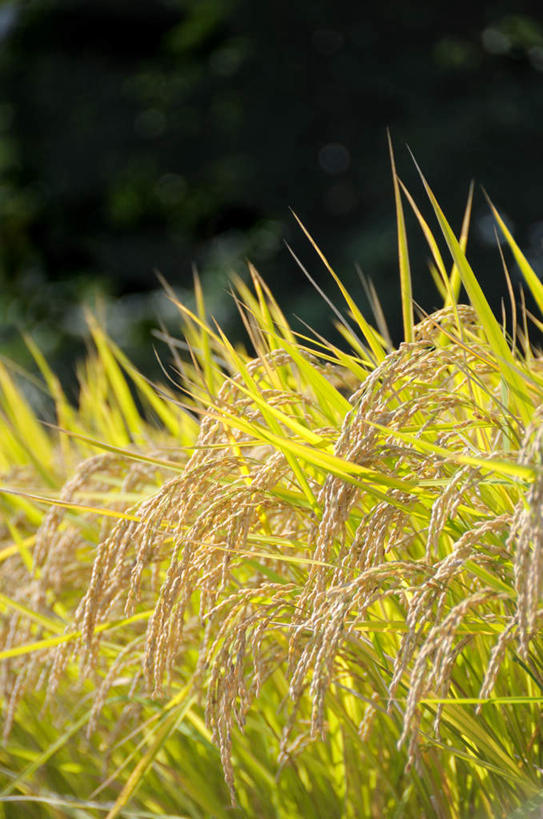 无人,农田,竖图,室外,特写,白天,正面,旅游,度假,庄稼,农作物,植物,日本,亚洲,许多,丰富,丰收,朦胧,模糊,谷物,丰盛,娱乐,树,树木,黄色,绿色,自然,享受,休闲,稻谷,稻子,放松,生长,成长,东亚,本州,关东地方,本州岛,日本国,崎玉,崎玉县,丰登,丰硕,彩图,耕地,庄稼田