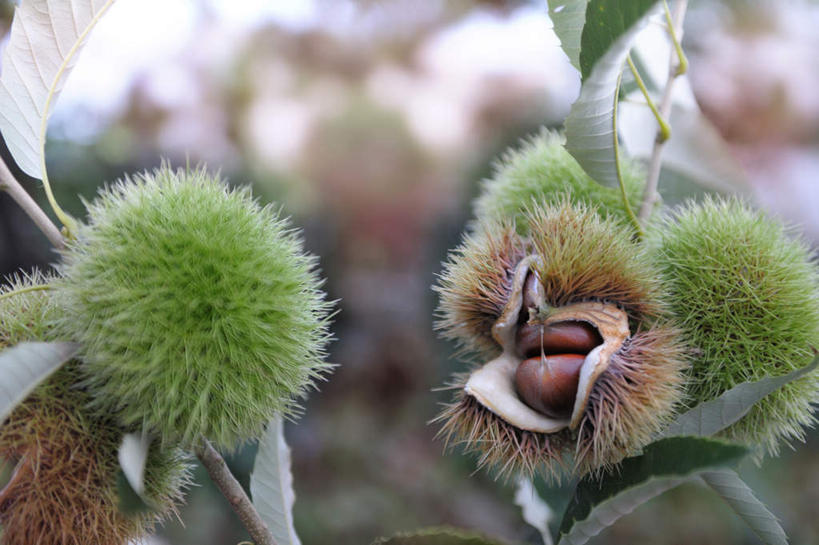 无人,横图,室外,特写,白天,正面,旅游,度假,美景,叶子,日本,亚洲,许多,朦胧,模糊,景观,板栗,栗子,坚果,绿叶,毛栗子,娱乐,红色,绿色,自然,享受,休闲,嫩叶,景色,放松,自然风光,东亚,本州,本州岛,日本国,中部地方,山梨,山梨县,毛栗,栗果,栗楔,叶,叶片,彩图