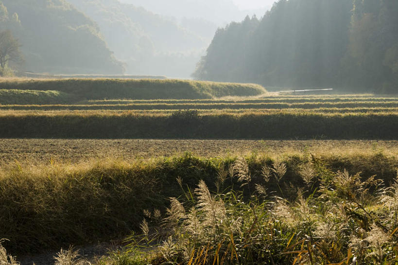 无人,横图,室外,白天,正面,旅游,度假,草地,草坪,美景,秋季,植物,雾,日本,亚洲,朦胧,模糊,景观,山川,千叶县,娱乐,草,树,树木,蓝色,绿色,蓝天,天空,自然,天,享受,休闲,景色,放松,生长,晴朗,成长,迷雾,自然风光,东亚,本州,万里无云,关东地方,本州岛,日本国,千叶,大雾,晴空,晴空万里,秋,秋天,彩图