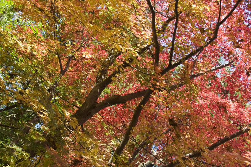 无人,横图,室外,白天,仰视,旅游,度假,美景,秋季,植物,枫树,叶子,神奈川,日本,亚洲,许多,景观,枫叶,枯叶,落叶,神奈川县,娱乐,树,树木,黄色,红色,蓝色,绿色,蓝天,天空,自然,天,享受,休闲,景色,放松,生长,晴朗,成长,枫树叶,自然风光,东亚,本州,万里无云,关东地方,本州岛,日本国,叶,叶片,晴空,晴空万里,秋,秋天,彩图,低角度拍摄