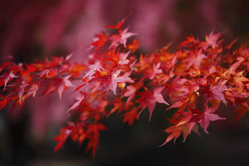 无人,横图,室外,特写,白天,正面,旅游,度假,美景,秋季,叶子,日本,亚洲,许多,朦胧,模糊,景观,枫叶,枯叶,落叶,娱乐,黄色,红色,自然,享受,休闲,景色,放松,枫树叶,自然风光,东亚,本州,本州岛,日本国,中部地方,山梨,山梨县,叶,叶片,秋,秋天,彩图