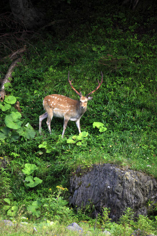 无人,站,走,竖图,室外,白天,侧面,旅游,度假,草地,草坪,石头,美景,植物,哺乳动物,鹿,野生动物,北海道,日本,亚洲,石子,景观,棕色,扭头,注视,娱乐,一匹,草,绿色,自然,动物,观察,看,站着,转头,享受,休闲,景色,放松,可爱,活泼,观看,察看,关注,自然风光,东亚,日本国,北海道地方,北海道岛,石块,岩石,站立,走路,彩图,全身
