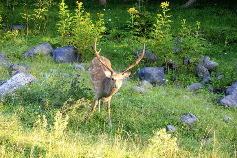 无人,站,横图,室外,白天,正面,旅游,度假,草地,草坪,石头,美景,植物,哺乳动物,鹿,野生动物,北海道,日本,亚洲,阴影,光线,石子,影子,景观,棕色,扭头,注视,娱乐,一匹,草,绿色,阳光,自然,动物,奔跑,观察,看,站着,享受,休闲,景色,放松,可爱,活泼,观看,察看,关注,自然风光,东亚,日本国,北海道地方,北海道岛,奔走,石块,岩石,站立,彩图,全身