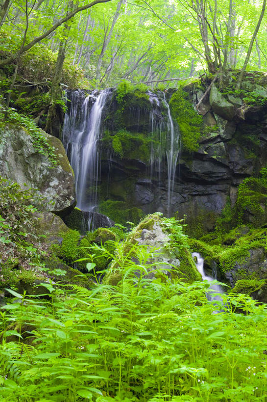 无人,竖图,室外,白天,正面,旅游,度假,礁石,石头,美景,瀑布,树林,水,植物,叶子,日本,亚洲,许多,阴影,飞溅,湍急,溅,光线,石子,液体,影子,景观,水滴,绿叶,苔藓,娱乐,水珠,树,树木,绿色,阳光,自然,享受,休闲,嫩叶,景色,放松,生长,成长,喷洒,自然风光,东亚,本州,关东地方,本州岛,日本国,群马,群马县,叶,叶片,跌水,礁,石块,岩石,彩图