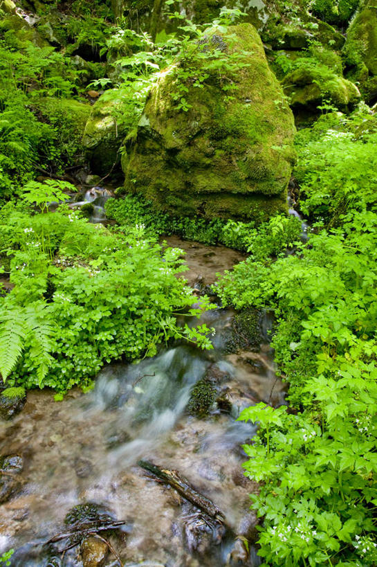 无人,竖图,俯视,室外,白天,旅游,度假,礁石,石头,美景,瀑布,水,植物,叶子,日本,亚洲,飞溅,溅,石子,液体,景观,水滴,绿叶,苔藓,娱乐,水珠,绿色,自然,享受,休闲,嫩叶,景色,放松,流动,喷洒,自然风光,流淌,东亚,本州,关东地方,本州岛,日本国,群马,群马县,叶,叶片,跌水,礁,石块,岩石,彩图,高角度拍摄