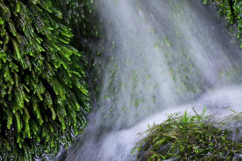 无人,横图,俯视,室外,特写,白天,旅游,度假,河流,美景,水,植物,叶子,长野县,日本,亚洲,许多,朦胧,模糊,湍急,河水,景观,水流,绿叶,苔藓,娱乐,绿色,小溪,自然,溪水,享受,休闲,嫩叶,景色,放松,流动,自然风光,流淌,东亚,本州,本州岛,日本国,中部地方,长野,叶,叶片,彩图,高角度拍摄