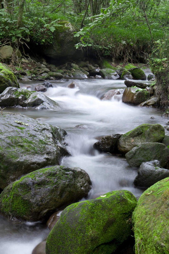 无人,竖图,室外,白天,正面,旅游,度假,河流,礁石,石头,美景,森林,树林,水,植物,叶子,长野县,日本,亚洲,许多,石子,河水,景观,水流,绿叶,苔藓,娱乐,树,树木,绿色,自然,享受,休闲,嫩叶,景色,放松,生长,成长,自然风光,东亚,本州,本州岛,日本国,中部地方,长野,叶,叶片,礁,石块,岩石,彩图
