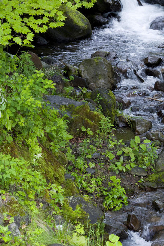 无人,竖图,俯视,室外,白天,旅游,度假,河流,礁石,石头,美景,水,植物,叶子,长野县,日本,亚洲,许多,石子,河水,景观,水流,绿叶,苔藓,娱乐,绿色,自然,享受,休闲,嫩叶,景色,放松,自然风光,东亚,本州,本州岛,日本国,中部地方,长野,叶,叶片,礁,石块,岩石,彩图,高角度拍摄