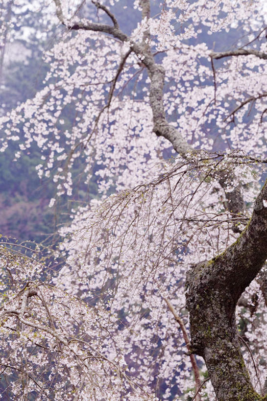 无人,竖图,室外,特写,白天,仰视,旅游,度假,幸福,纯洁,美景,植物,樱花,日本,亚洲,许多,盛开,景观,云,云朵,樱花树,花蕾,云彩,娱乐,花,花瓣,花朵,鲜花,树,树木,粉色,蓝色,绿色,白云,蓝天,天空,自然,天,花苞,花蕊,享受,休闲,景色,放松,生长,晴朗,成长,等待,生命,自然风光,东亚,本州,本州岛,日本国,中部地方,山梨,山梨县,仙樱花,福岛樱,青肤樱,高尚,热烈,晴空,荆桃,彩图,低角度拍摄