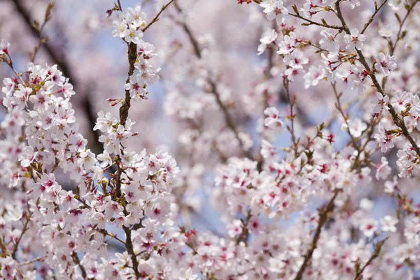 无人,横图,室外,特写,白天,仰视,旅游,度假,幸福,纯洁,美景,植物,樱花,日本,亚洲,许多,朦胧,模糊,盛开,景观,樱花树,花蕾,娱乐,花,花瓣,花朵,鲜花,树,树木,粉色,蓝色,绿色,蓝天,天空,自然,天,花苞,花蕊,享受,休闲,景色,放松,生长,晴朗,成长,等待,生命,自然风光,东亚,本州,万里无云,本州岛,日本国,中部地方,山梨,山梨县,仙樱花,福岛樱,青肤樱,高尚,热烈,晴空,晴空万里,荆桃,彩图,低角度拍摄