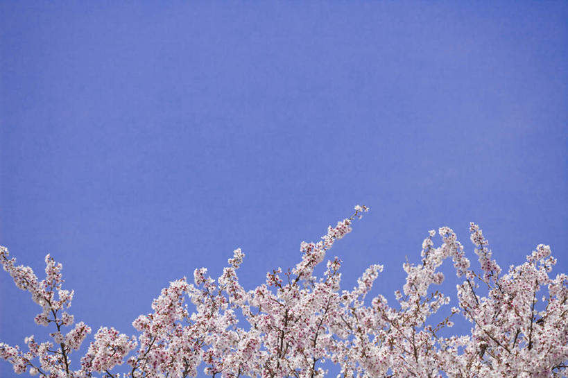 无人,横图,室外,特写,白天,仰视,旅游,度假,幸福,纯洁,美景,植物,樱花,日本,亚洲,许多,盛开,景观,樱花树,花蕾,娱乐,花,花瓣,花朵,鲜花,树,树木,粉色,蓝色,绿色,蓝天,天空,自然,天,花苞,花蕊,享受,休闲,景色,放松,生长,晴朗,成长,等待,生命,自然风光,东亚,本州,万里无云,本州岛,日本国,中部地方,山梨,山梨县,仙樱花,福岛樱,青肤樱,高尚,热烈,晴空,晴空万里,荆桃,彩图,低角度拍摄