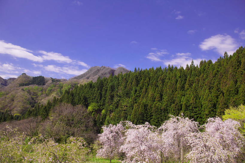 无人,横图,室外,白天,正面,旅游,度假,幸福,纯洁,美景,树林,植物,樱花,日本,亚洲,许多,盛开,景观,云,云朵,樱花树,花蕾,云彩,娱乐,花,花瓣,花朵,鲜花,树,树木,粉色,蓝色,绿色,白云,蓝天,天空,自然,天,花苞,花蕊,享受,休闲,景色,放松,生长,晴朗,成长,等待,生命,自然风光,东亚,本州,关东地方,本州岛,日本国,群马,群马县,仙樱花,福岛樱,青肤樱,高尚,热烈,晴空,荆桃,彩图