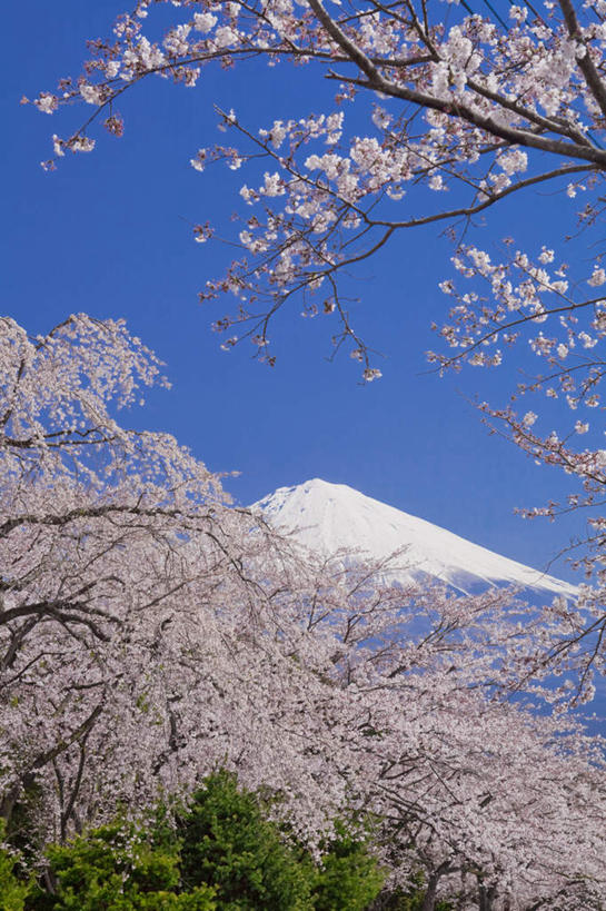 无人,竖图,室外,白天,仰视,旅游,度假,幸福,纯洁,火山,美景,山,雪,雪山,植物,大雪,樱花,富士山,静冈县,日本,亚洲,许多,盛开,冰,积雪,景观,山峰,雪景,冬季,冬天,樱花树,山峦,花蕾,娱乐,花,花瓣,花朵,鲜花,树,树木,粉色,蓝色,绿色,蓝天,天空,自然,天,花苞,花蕊,享受,休闲,景色,放松,寒冷,生长,晴朗,成长,等待,冰冷,生命,自然风光,东亚,本州,万里无云,本州岛,日本国,中部地方,静冈,山梨,山梨县,仙樱花,福岛樱,青肤樱,高尚,严寒,冰凉,酷寒,凛冽,凛凛,极冷,热烈,活火山,死火山,休眠火山,晴空,晴空万里,荆桃,彩图,低角度拍摄