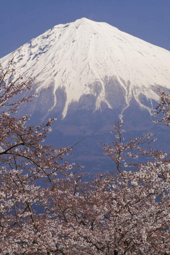 无人,竖图,室外,白天,仰视,旅游,度假,幸福,纯洁,火山,美景,山,雪,雪山,植物,大雪,樱花,富士山,静冈县,日本,亚洲,许多,盛开,冰,积雪,景观,山峰,雪景,冬季,冬天,樱花树,山峦,花蕾,娱乐,花,花瓣,花朵,鲜花,树,树木,粉色,蓝色,绿色,蓝天,天空,自然,天,花苞,花蕊,享受,休闲,景色,放松,寒冷,生长,晴朗,成长,等待,冰冷,生命,自然风光,东亚,本州,万里无云,本州岛,日本国,中部地方,静冈,山梨,山梨县,仙樱花,福岛樱,青肤樱,高尚,严寒,冰凉,酷寒,凛冽,凛凛,极冷,热烈,活火山,死火山,休眠火山,晴空,晴空万里,荆桃,彩图,低角度拍摄