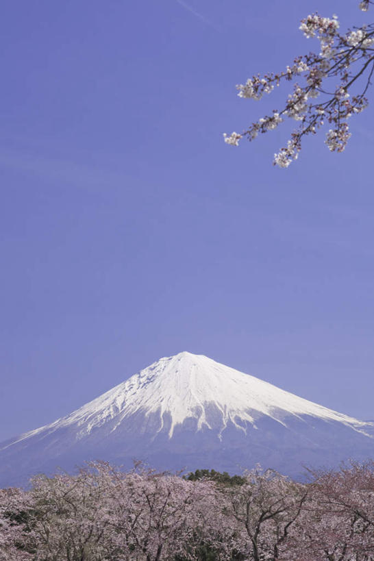 无人,竖图,室外,白天,仰视,旅游,度假,幸福,纯洁,火山,美景,山,雪,雪山,大雪,樱花,富士山,静冈县,日本,亚洲,许多,盛开,冰,积雪,景观,山峰,雪景,冬季,冬天,山峦,花蕾,娱乐,花,花瓣,花朵,鲜花,粉色,蓝色,蓝天,天空,自然,天,花苞,花蕊,享受,休闲,景色,放松,寒冷,晴朗,等待,冰冷,生命,自然风光,东亚,本州,万里无云,本州岛,日本国,中部地方,静冈,山梨,山梨县,仙樱花,福岛樱,青肤樱,高尚,严寒,冰凉,酷寒,凛冽,凛凛,极冷,热烈,活火山,死火山,休眠火山,晴空,晴空万里,荆桃,彩图,低角度拍摄