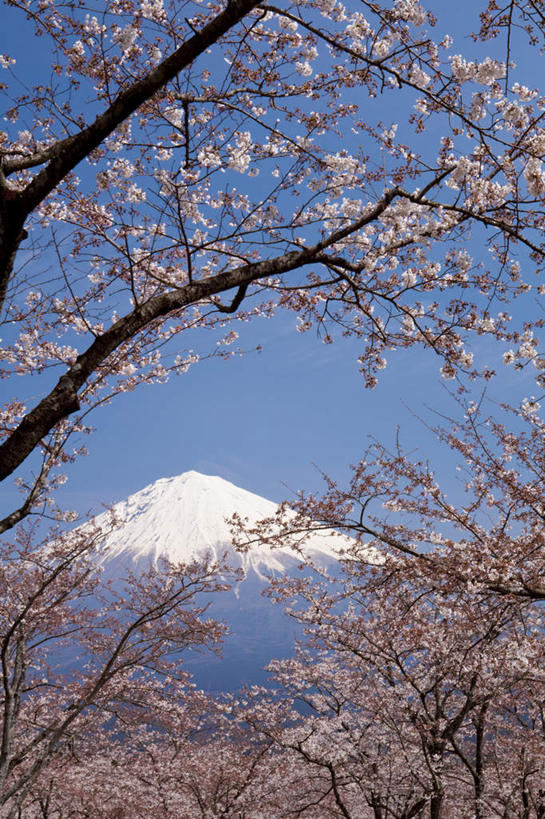 无人,竖图,室外,白天,仰视,旅游,度假,幸福,纯洁,火山,美景,山,雪,雪山,大雪,樱花,富士山,静冈县,日本,亚洲,许多,盛开,冰,积雪,景观,山峰,雪景,冬季,冬天,山峦,花蕾,娱乐,花,花瓣,花朵,鲜花,粉色,蓝色,蓝天,天空,自然,天,花苞,花蕊,享受,休闲,景色,放松,寒冷,晴朗,等待,冰冷,生命,自然风光,东亚,本州,万里无云,本州岛,日本国,中部地方,静冈,山梨,山梨县,仙樱花,福岛樱,青肤樱,高尚,严寒,冰凉,酷寒,凛冽,凛凛,极冷,热烈,活火山,死火山,休眠火山,晴空,晴空万里,荆桃,彩图,低角度拍摄