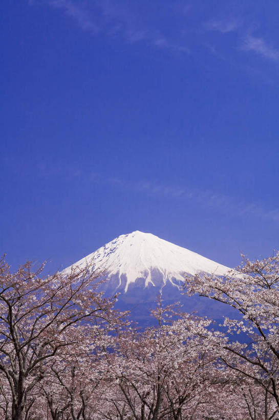 无人,竖图,室外,白天,仰视,旅游,度假,幸福,纯洁,火山,美景,山,雪,雪山,植物,大雪,樱花,富士山,静冈县,日本,亚洲,许多,盛开,冰,积雪,景观,山峰,雪景,云,云朵,冬季,冬天,樱花树,山峦,花蕾,云彩,娱乐,花,花瓣,花朵,鲜花,树,树木,粉色,蓝色,绿色,白云,蓝天,天空,自然,天,花苞,花蕊,享受,休闲,景色,放松,寒冷,生长,晴朗,成长,等待,冰冷,生命,自然风光,东亚,本州,本州岛,日本国,中部地方,静冈,山梨,山梨县,仙樱花,福岛樱,青肤樱,高尚,严寒,冰凉,酷寒,凛冽,凛凛,极冷,热烈,活火山,死火山,休眠火山,晴空,荆桃,彩图,低角度拍摄