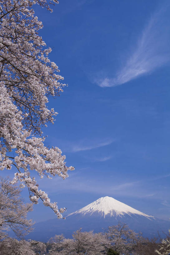 无人,竖图,室外,白天,仰视,旅游,度假,幸福,纯洁,火山,美景,山,雪,雪山,植物,大雪,樱花,富士山,静冈县,日本,亚洲,许多,盛开,冰,积雪,景观,山峰,雪景,云,云朵,冬季,冬天,樱花树,山峦,花蕾,云彩,娱乐,花,花瓣,花朵,鲜花,树,树木,粉色,蓝色,绿色,白云,蓝天,天空,自然,天,花苞,花蕊,享受,休闲,景色,放松,寒冷,生长,晴朗,成长,等待,冰冷,生命,自然风光,东亚,本州,本州岛,日本国,中部地方,静冈,山梨,山梨县,仙樱花,福岛樱,青肤樱,高尚,严寒,冰凉,酷寒,凛冽,凛凛,极冷,热烈,活火山,死火山,休眠火山,晴空,荆桃,彩图,低角度拍摄
