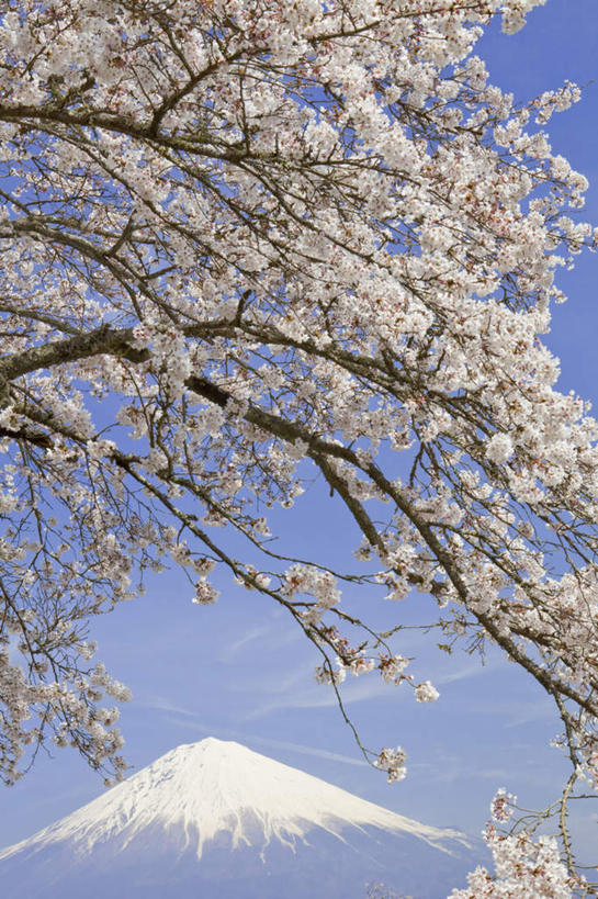无人,竖图,室外,白天,仰视,旅游,度假,幸福,纯洁,火山,美景,山,雪,雪山,植物,大雪,樱花,富士山,静冈县,日本,亚洲,许多,盛开,冰,积雪,景观,山峰,雪景,云,云朵,冬季,冬天,樱花树,山峦,花蕾,云彩,娱乐,花,花瓣,花朵,鲜花,树,树木,粉色,蓝色,绿色,白云,蓝天,天空,自然,天,花苞,花蕊,享受,休闲,景色,放松,寒冷,生长,晴朗,成长,等待,冰冷,生命,自然风光,东亚,本州,本州岛,日本国,中部地方,静冈,山梨,山梨县,仙樱花,福岛樱,青肤樱,高尚,严寒,冰凉,酷寒,凛冽,凛凛,极冷,热烈,活火山,死火山,休眠火山,晴空,荆桃,彩图,低角度拍摄