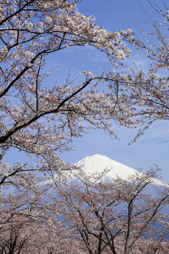 无人,竖图,室外,白天,仰视,旅游,度假,幸福,纯洁,火山,美景,山,雪,雪山,植物,大雪,樱花,富士山,静冈县,日本,亚洲,许多,盛开,冰,积雪,景观,山峰,雪景,云,云朵,冬季,冬天,樱花树,山峦,花蕾,云彩,娱乐,花,花瓣,花朵,鲜花,树,树木,粉色,蓝色,绿色,白云,蓝天,天空,自然,天,花苞,花蕊,享受,休闲,景色,放松,寒冷,生长,晴朗,成长,等待,冰冷,生命,自然风光,东亚,本州,本州岛,日本国,中部地方,静冈,山梨,山梨县,仙樱花,福岛樱,青肤樱,高尚,严寒,冰凉,酷寒,凛冽,凛凛,极冷,热烈,活火山,死火山,休眠火山,晴空,荆桃,彩图,低角度拍摄