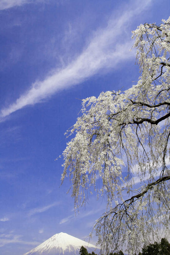 无人,竖图,室外,白天,仰视,旅游,度假,幸福,纯洁,火山,美景,山,雪,雪山,植物,大雪,樱花,富士山,静冈县,日本,亚洲,许多,盛开,冰,积雪,景观,山峰,雪景,云,云朵,冬季,冬天,樱花树,山峦,花蕾,云彩,娱乐,花,花瓣,花朵,鲜花,树,树木,粉色,蓝色,绿色,白云,蓝天,天空,自然,天,花苞,花蕊,享受,休闲,景色,放松,寒冷,生长,晴朗,成长,等待,冰冷,生命,自然风光,东亚,本州,本州岛,日本国,中部地方,静冈,山梨,山梨县,仙樱花,福岛樱,青肤樱,高尚,严寒,冰凉,酷寒,凛冽,凛凛,极冷,热烈,活火山,死火山,休眠火山,晴空,荆桃,彩图,低角度拍摄