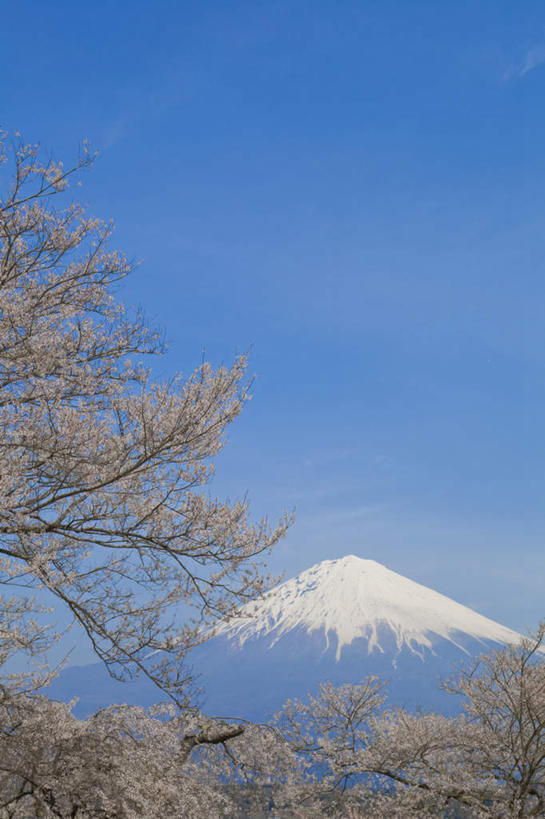 无人,竖图,室外,白天,仰视,旅游,度假,幸福,纯洁,火山,美景,山,雪,雪山,植物,大雪,樱花,富士山,静冈县,日本,亚洲,许多,盛开,冰,积雪,景观,山峰,雪景,云,云朵,冬季,冬天,樱花树,山峦,花蕾,云彩,娱乐,花,花瓣,花朵,鲜花,树,树木,粉色,蓝色,绿色,白云,蓝天,天空,自然,天,花苞,花蕊,享受,休闲,景色,放松,寒冷,生长,晴朗,成长,等待,冰冷,生命,自然风光,东亚,本州,本州岛,日本国,中部地方,静冈,山梨,山梨县,仙樱花,福岛樱,青肤樱,高尚,严寒,冰凉,酷寒,凛冽,凛凛,极冷,热烈,活火山,死火山,休眠火山,晴空,荆桃,彩图,低角度拍摄