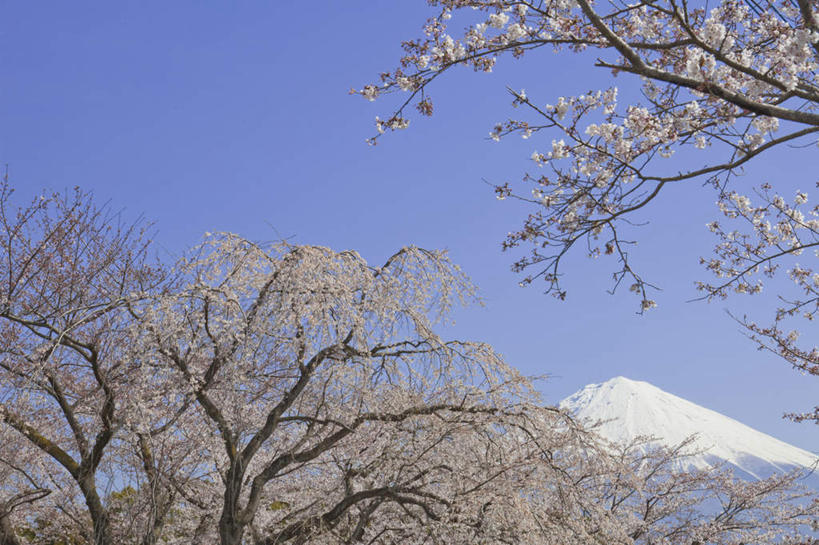 无人,横图,室外,白天,仰视,旅游,度假,幸福,纯洁,火山,美景,山,雪,雪山,植物,大雪,樱花,富士山,静冈县,日本,亚洲,许多,盛开,冰,积雪,景观,山峰,雪景,云,云朵,冬季,冬天,樱花树,山峦,花蕾,云彩,娱乐,花,花瓣,花朵,鲜花,树,树木,粉色,蓝色,绿色,白云,蓝天,天空,自然,天,花苞,花蕊,享受,休闲,景色,放松,寒冷,生长,晴朗,成长,等待,冰冷,生命,自然风光,东亚,本州,本州岛,日本国,中部地方,静冈,山梨,山梨县,仙樱花,福岛樱,青肤樱,高尚,严寒,冰凉,酷寒,凛冽,凛凛,极冷,热烈,活火山,死火山,休眠火山,晴空,荆桃,彩图,低角度拍摄