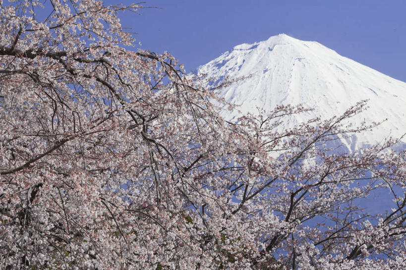 无人,横图,室外,白天,仰视,旅游,度假,幸福,纯洁,火山,美景,山,雪,雪山,植物,大雪,樱花,富士山,静冈县,日本,亚洲,许多,盛开,冰,积雪,景观,山峰,雪景,云,云朵,冬季,冬天,樱花树,山峦,花蕾,云彩,娱乐,花,花瓣,花朵,鲜花,树,树木,粉色,蓝色,绿色,白云,蓝天,天空,自然,天,花苞,花蕊,享受,休闲,景色,放松,寒冷,生长,晴朗,成长,等待,冰冷,生命,自然风光,东亚,本州,本州岛,日本国,中部地方,静冈,山梨,山梨县,仙樱花,福岛樱,青肤樱,高尚,严寒,冰凉,酷寒,凛冽,凛凛,极冷,热烈,活火山,死火山,休眠火山,晴空,荆桃,彩图,低角度拍摄