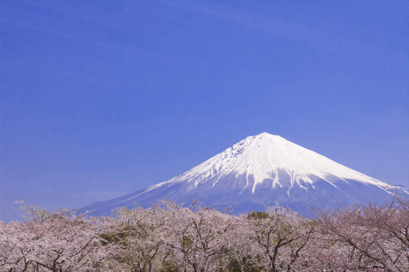 无人,横图,室外,白天,仰视,旅游,度假,幸福,纯洁,火山,美景,山,雪,雪山,植物,大雪,樱花,富士山,静冈县,日本,亚洲,许多,盛开,冰,积雪,景观,山峰,雪景,云,云朵,冬季,冬天,樱花树,山峦,花蕾,云彩,娱乐,花,花瓣,花朵,鲜花,树,树木,粉色,蓝色,绿色,白云,蓝天,天空,自然,天,花苞,花蕊,享受,休闲,景色,放松,寒冷,生长,晴朗,成长,等待,冰冷,生命,自然风光,东亚,本州,本州岛,日本国,中部地方,静冈,山梨,山梨县,仙樱花,福岛樱,青肤樱,高尚,严寒,冰凉,酷寒,凛冽,凛凛,极冷,热烈,活火山,死火山,休眠火山,晴空,荆桃,彩图,低角度拍摄
