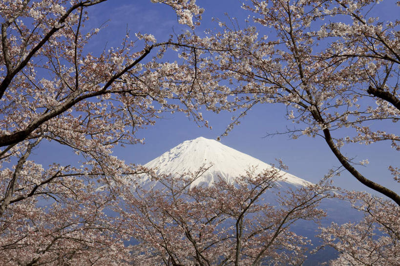 无人,横图,室外,白天,仰视,旅游,度假,幸福,纯洁,火山,美景,山,雪,雪山,植物,大雪,樱花,富士山,静冈县,日本,亚洲,许多,盛开,冰,积雪,景观,山峰,雪景,云,云朵,冬季,冬天,樱花树,山峦,花蕾,云彩,娱乐,花,花瓣,花朵,鲜花,树,树木,粉色,蓝色,绿色,白云,蓝天,天空,自然,天,花苞,花蕊,享受,休闲,景色,放松,寒冷,生长,晴朗,成长,等待,冰冷,生命,自然风光,东亚,本州,本州岛,日本国,中部地方,静冈,山梨,山梨县,仙樱花,福岛樱,青肤樱,高尚,严寒,冰凉,酷寒,凛冽,凛凛,极冷,热烈,活火山,死火山,休眠火山,晴空,荆桃,彩图,低角度拍摄