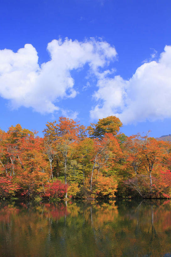 无人,竖图,室外,白天,正面,旅游,度假,湖,湖泊,美景,秋季,树林,水,植物,叶子,长野县,日本,亚洲,许多,波纹,平静,湖面,景观,水流,水面,云,云朵,枯叶,落叶,涟漪,云彩,娱乐,树,树木,黄色,红色,蓝色,绿色,白云,倒影,蓝天,水纹,天空,自然,波浪,湖水,天,享受,休闲,景色,安静,放松,生长,晴朗,成长,宁静,静谧,自然风光,东亚,本州,本州岛,日本国,中部地方,水晕,长野,镇静,冷静,沉静,安祥,僻静,清静,太平,叶,叶片,晴空,秋,秋天,彩图