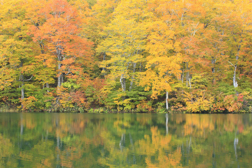 无人,横图,室外,白天,正面,旅游,度假,湖,湖泊,美景,秋季,树林,水,植物,叶子,长野县,日本,亚洲,许多,波纹,平静,湖面,景观,水流,水面,枯叶,落叶,涟漪,娱乐,树,树木,黄色,红色,绿色,倒影,水纹,自然,波浪,湖水,享受,休闲,景色,安静,放松,生长,成长,宁静,静谧,自然风光,东亚,本州,本州岛,日本国,中部地方,水晕,长野,镇静,冷静,沉静,安祥,僻静,清静,太平,叶,叶片,秋,秋天,彩图