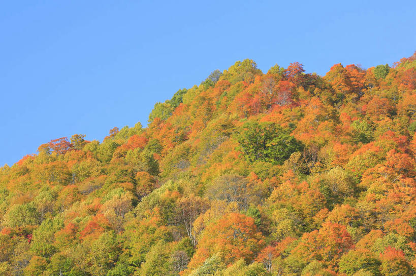 无人,横图,室外,白天,仰视,旅游,度假,美景,秋季,树林,植物,叶子,长野县,日本,亚洲,许多,景观,枯叶,落叶,娱乐,树,树木,黄色,红色,蓝色,绿色,蓝天,天空,自然,天,享受,休闲,景色,放松,生长,晴朗,成长,自然风光,东亚,本州,万里无云,本州岛,日本国,中部地方,长野,叶,叶片,晴空,晴空万里,秋,秋天,彩图,低角度拍摄