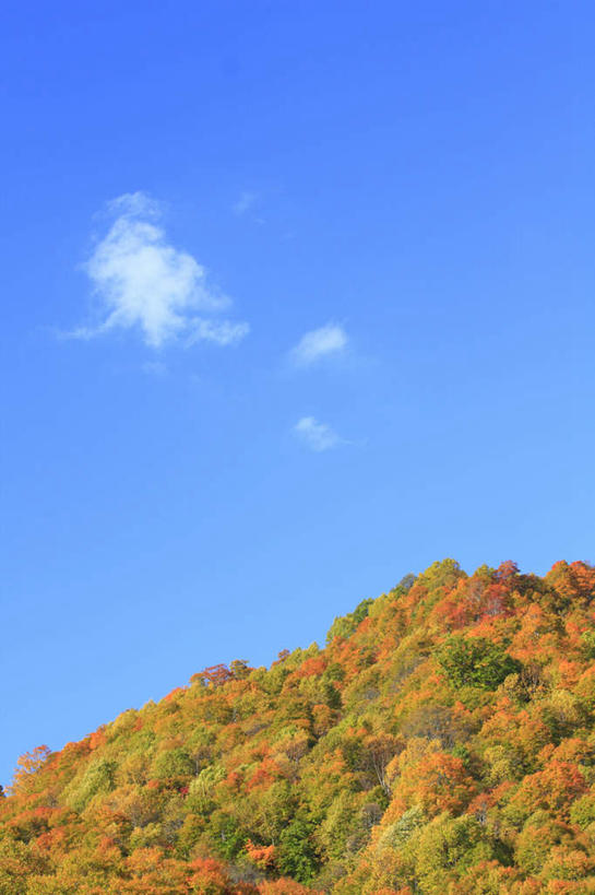 无人,竖图,室外,白天,仰视,旅游,度假,美景,秋季,树林,植物,叶子,长野县,日本,亚洲,许多,景观,云,云朵,枯叶,落叶,云彩,娱乐,树,树木,黄色,红色,蓝色,绿色,白云,蓝天,天空,自然,天,享受,休闲,景色,放松,生长,晴朗,成长,自然风光,东亚,本州,本州岛,日本国,中部地方,长野,叶,叶片,晴空,秋,秋天,彩图,低角度拍摄