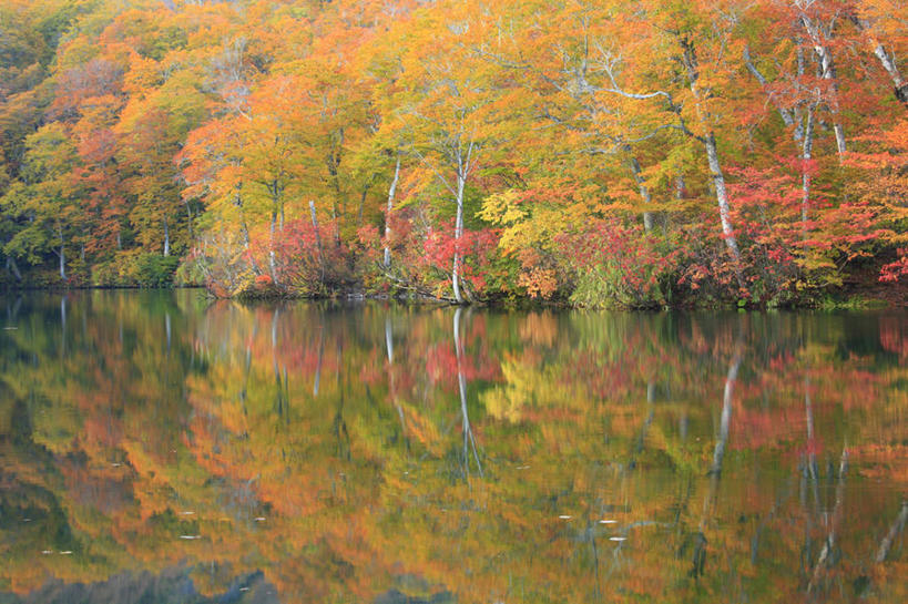 无人,横图,室外,白天,正面,旅游,度假,湖,湖泊,美景,秋季,树林,水,植物,叶子,长野县,日本,亚洲,许多,波纹,湖面,景观,水流,水面,枯叶,落叶,涟漪,娱乐,树,树木,黄色,红色,绿色,水纹,自然,波浪,湖水,享受,休闲,景色,放松,生长,成长,自然风光,东亚,本州,本州岛,日本国,中部地方,水晕,长野,叶,叶片,秋,秋天,彩图